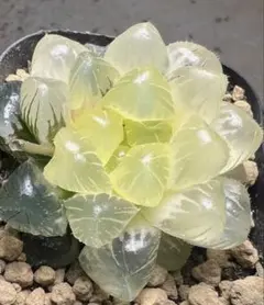 多肉植物 ハオルチア 秋祭りオブツーサ錦 鮮明錦 糊斑 - メルカリ