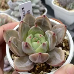 ひろ様 リクエスト 2点 まとめ商品