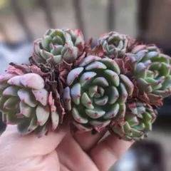 kucoco様 リクエスト 3点 まとめ商品