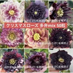 2026年最新】広瀬園芸の人気アイテム - メルカリ