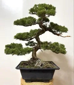 2026年最新】真柏の人気アイテム - メルカリ