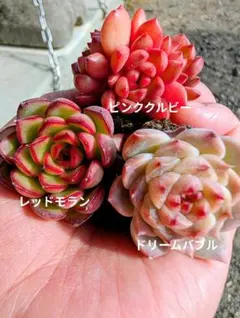 多肉植物　プラグ苗　セット