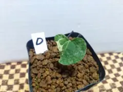 2026年最新】カンアオイ斑入りの人気アイテム - メルカリ