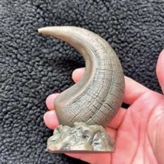 2026年最新】ラプトル 爪の人気アイテム - メルカリ