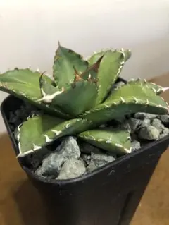 しゅういち様 リクエスト 4点 まとめ商品