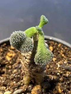 2025年最新】チレコドンの人気アイテム - メルカリ