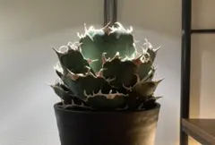 2026年最新】アガベ 白鯨 大株の人気アイテム - メルカリ