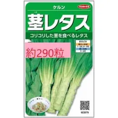 未開封＜野菜の種＞約290粒　茎レタス　ケルン　山クラゲ　莴笋　萵筍のサムネイル