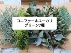 コニファー＆ユーカリ7種セット☆リース☆クリスマス☆ハンドメイド☆スワッグ