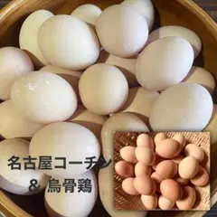 平飼い放牧　烏骨鶏と名古屋コーチンの新鮮卵のサムネイル