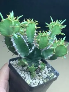 ユーフォルビア ムランジーナ 実生 サボテン アガベ 多肉植物 柱