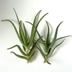 2026年最新】キダチアロエ斑入りの人気アイテム - メルカリ