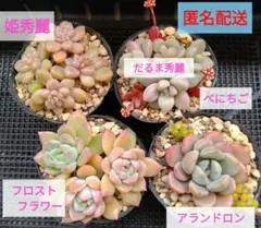 【Ｂ】多肉植物　4ポットまとめ売り　寄せ植え　カット苗セット　多肉弁当　匿名配送