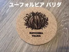 ユーフォルビア バリダ コルクコースター