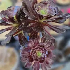 アエオニウム ブラックスワン 抜き苗 多肉植物 3.5号ポット 3色株