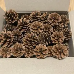 ハンドメイド　もぎ取り松ぼっくり大きめ20個〜