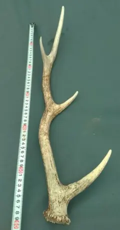 鹿の角 約40cm - メルカリ