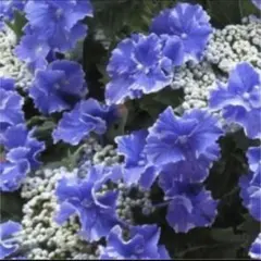 【花苗】ハイドランジア スターリットスカイ タグ付き正規品 紫陽花 あじさい アジサイ：スターリットスカイ（ブルー）5号鉢植え の通販