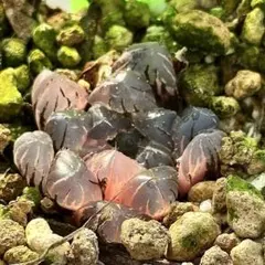 m*i様 OB-1オブツーサ錦　超美株　ハオルチア　観葉植物　40