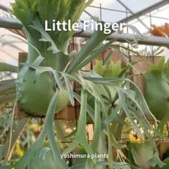 ビカクシダ　リトルフィンガー　little finger親株 胞子] Little Finger リトルフィンガー ビカクシダ - メルカリ