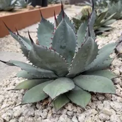 2026年最新】アガベ パリー トランカータの人気アイテム - メルカリ