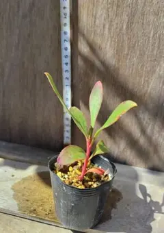 ラスカル様 リクエスト 2点 まとめ商品