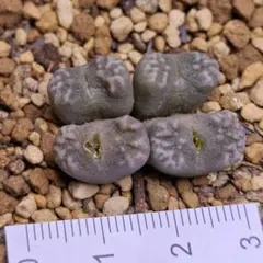 2025年最新】コノフィツムの人気アイテム - メルカリ