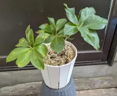 1周年セール☆希少植物☆5 トラベシア パルマータ 5号 観葉植物 レア 