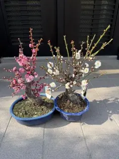 ⭐️値下げ⭐️皐月盆栽 満開 鉢植え 富士桜 ⭐️値下げ⭐️皐月盆栽 満開 鉢植え 富士桜 - メルカリ