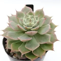 ♡ins様 リクエスト 2点 まとめ商品