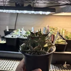 アガベ 毒刺ハデス アガベ ハデス 毒刺産 - メルカリ