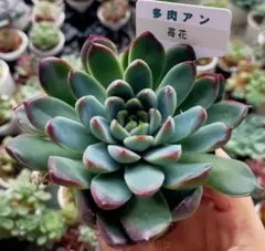 2025年最新】多肉アンの人気アイテム - メルカリ