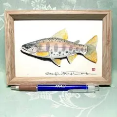 ヤマメの透明水彩画