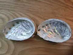 アワビ 貝殻 9cm 2枚セット 送料無料匿名配送