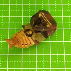海洋堂　チョコQ　日本の動物　第7弾 SP　オオクワガタ　サナギ　蛹　第三段階のサムネイル