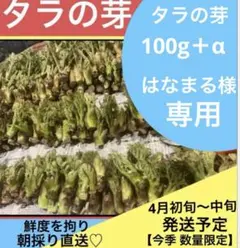 はなまる様専用　タラの芽