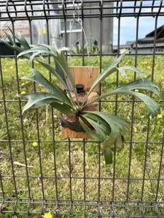 ビカクシダ アルマダドワーフ　アルシコルネマダカスカルドワーフ その後のアルシコルネマダガスカル ドワーフ ① | calmplantsの