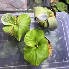 2026年最新】ビカクシダ 胞子 セットの人気アイテム - メルカリ