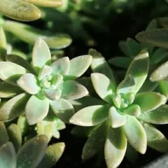 専用エコバッグ。