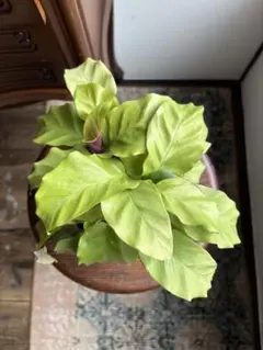 Mami P様 リクエスト 2点 まとめ商品