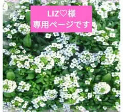 専用ページです