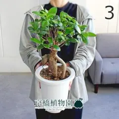 現品】厳選株 パンダガジュマル 10号 B4番 - メルカリ