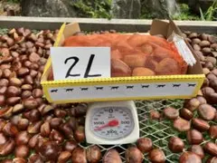 ミニオン様専用　栗 ポロタン　2L 1セット