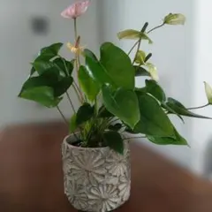フラワーモチーフ アンティーク調　植木鉢 フラワーポット 2個セットのサムネイル