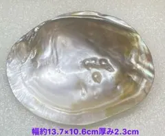 シェルプレート(イケチョウガイ)1枚　浄化用トレイ