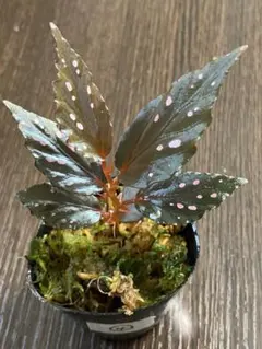 Bucephalandra upper pearl midnight - メルカリ