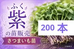 【6月予約販売】　ふくむらさき400 本　さつまいも苗　無農薬 6月予約販売】 ふくむらさき400 本 さつまいも苗 無農薬 - メルカリ