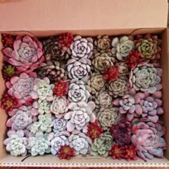 〘多肉植物〙カット苗セット大　たっぷり詰め合わせ　宅急便コンパクト便送料込み