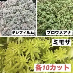 多肉植物 セダム ブレビフォリウム ダシフィルム 70カット - メルカリ