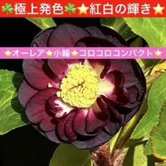 2026年最新】加藤農園クリスマスローズの人気アイテム - メルカリ